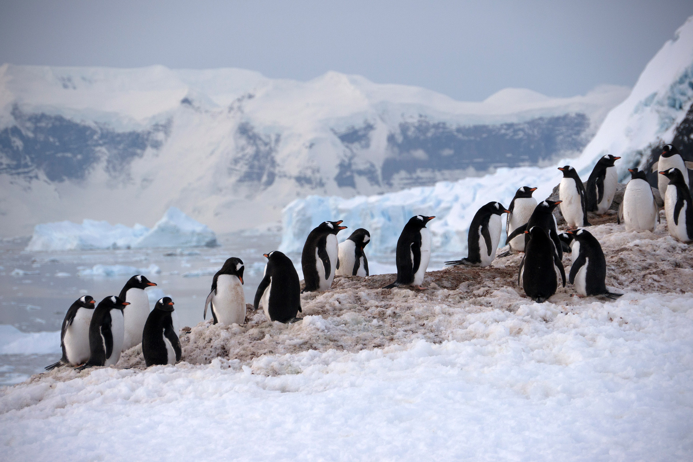 Где живут пингвины материк. Антарктида материк пингвины. Антарктический Пингвин. Арктическая пустыня пингвины. Южный полюс Антарктида.